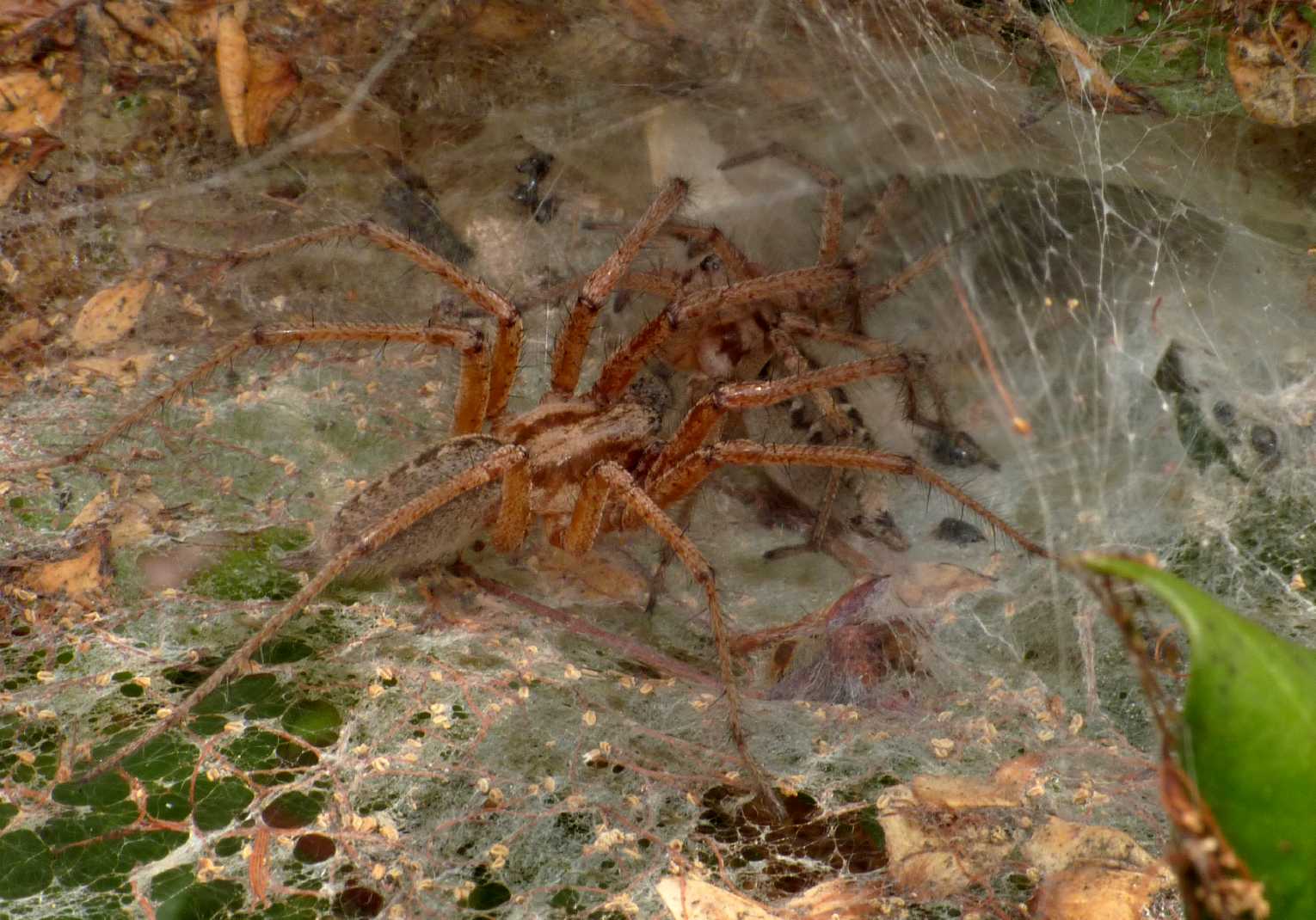 Coppia Agelena labyrinthica + Argyrodes - S. Teresa G. (OT)